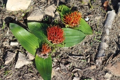 Daubenya zeyheri