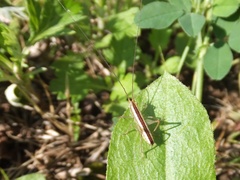 Conocephalus exemptus