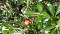 Planchonella costata