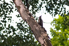 Dendrocopos major
