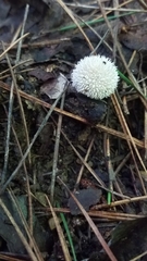 Lycoperdon pulcherrimum