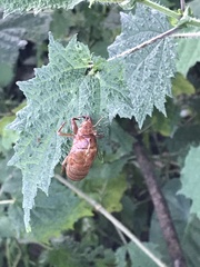 Chremistica ochracea