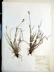 Carex breviculmis breviculmis