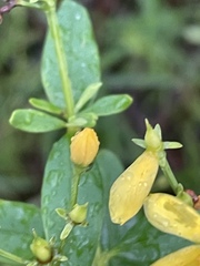 Hypericum nudiflorum