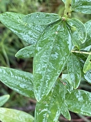 Hypericum nudiflorum