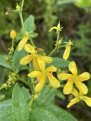 Hypericum nudiflorum