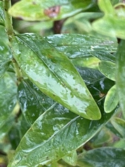 Hypericum nudiflorum