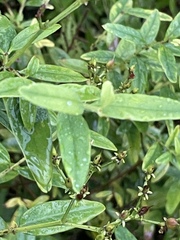 Hypericum nudiflorum