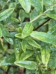 Hypericum nudiflorum