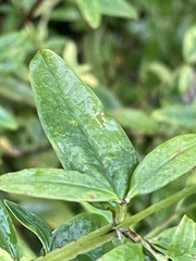 Hypericum nudiflorum