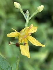Hypericum nudiflorum