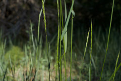 Elymus glaucus glaucus