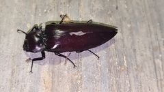 Oxynopterus audouini