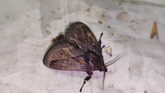 Phocoderma