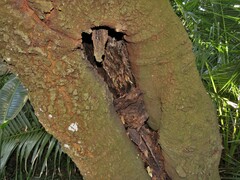 Protorhus longifolia