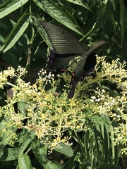 Papilio bianor