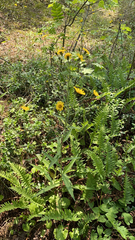 Hieracium umbellatum