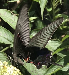 Papilio bianor