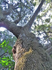 Protorhus longifolia