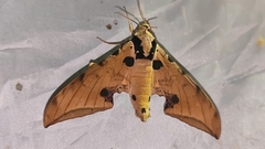 Ambulycini