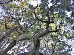 Protorhus longifolia