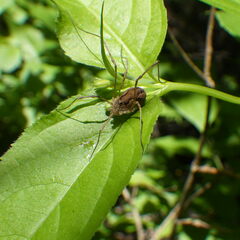 Rilaena triangularis