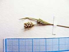 Carex breviculmis breviculmis