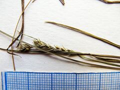 Carex breviculmis breviculmis