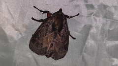 Phocoderma