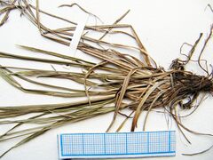 Carex breviculmis breviculmis