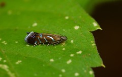 Strobisia proserpinella