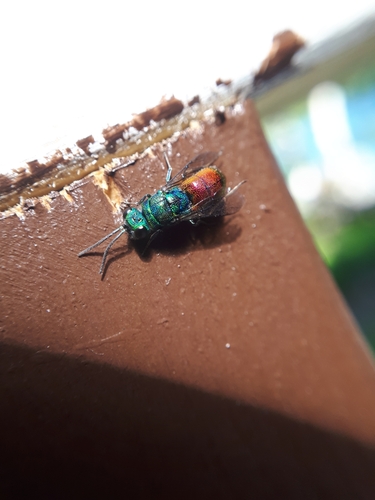 Chrysis impressa