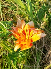 Hemerocallis fulva kwanso