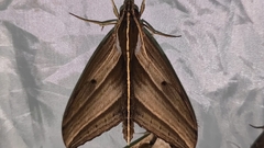 Elibia dolichus