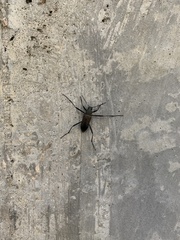 Stenochiini