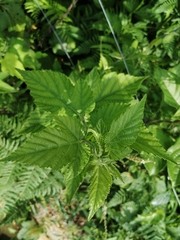 Rubus crataegifolius