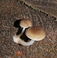 Mycena tuvara