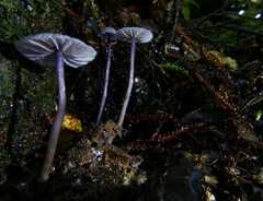 Laccaria masoniae