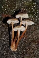 Mycena tuvara