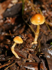 Cystoderma muscicola