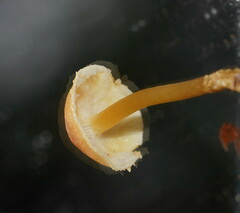 Cystoderma muscicola