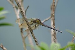 Orthetrum luzonicum