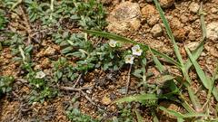 Heliotropium formosanum