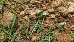 Heliotropium formosanum