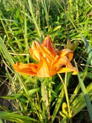 Hemerocallis fulva kwanso