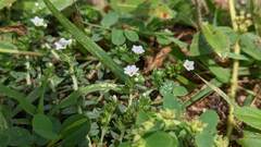 Heliotropium formosanum