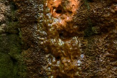 Gallionellaceae