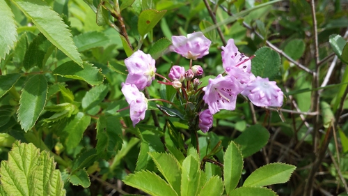 Kalmia polifolia, photograph 3