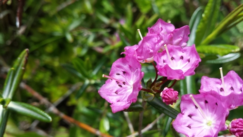 Kalmia polifolia, photograph 4