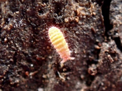 Bilobella